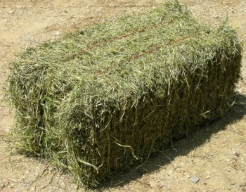 HAY SMALL BALE-0