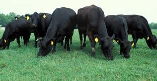 DOWNLAND SHEEP SEED 20KG-2171 DOWNLAND SHEEP SEED 20KG-2171