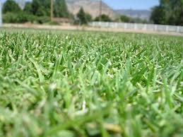 DOWNLAND CUT & GRAZE SEED 15KG-2156