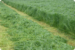 DOWNLAND GRASSMAX DUAL PURPOSE SEED 10KG-2194