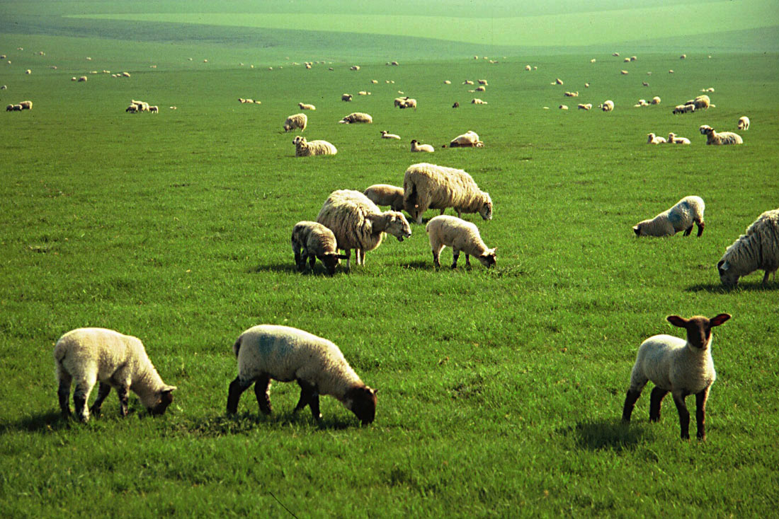 DOWNLAND CUT & GRAZE SEED 15KG-2162