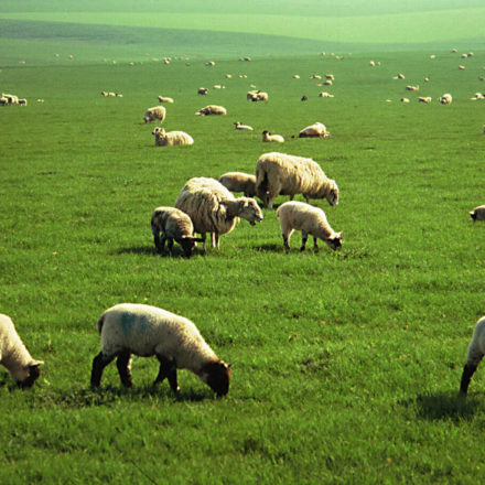 DOWNLAND LONG STAY SEED 20KG-0