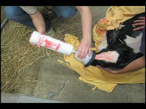 McCULLOCH CALF RESPIRATOR / ASPIRATOR-0