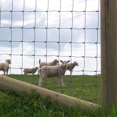 STOCKFENCE LAMBSAFE 100M HT8/80/22-0