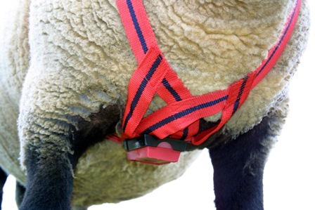 MATING MARK RAM CRAYON RED -0 MATING MARK RAM CRAYON RED -0