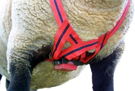 MATING MARK RAM CRAYON BLUE -0