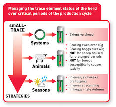 AGRIMIN SMALL TRACE EWE BOLUS 50-0