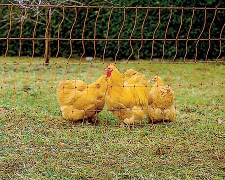 RUTLAND POULTRY NET ORANGE 50M 28-179-6266