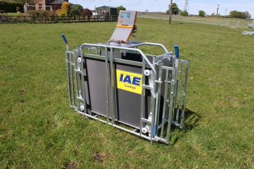 IAE SCANWEIGH ELECTRONIC LAMB WEIGHER-6599 IAE SCANWEIGH ELECTRONIC LAMB WEIGHER-6599