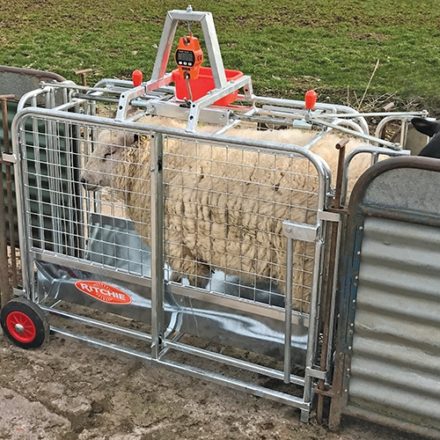 RITCHIE DIGITAL LAMB WEIGHER 3662G-0