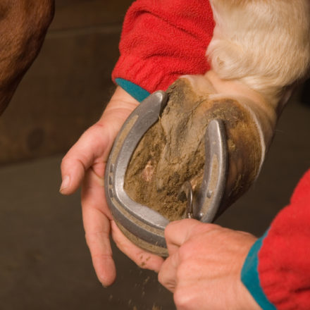 Hoof Care