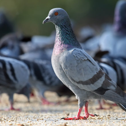 Pigeons