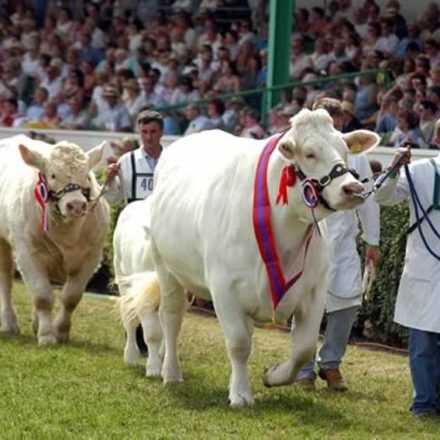 Cattle Showing & Handling