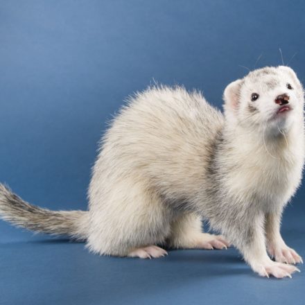 Ferret