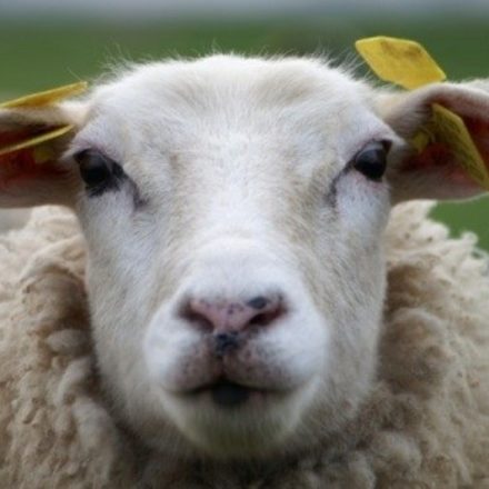 Sheep Eartag Online Ordering