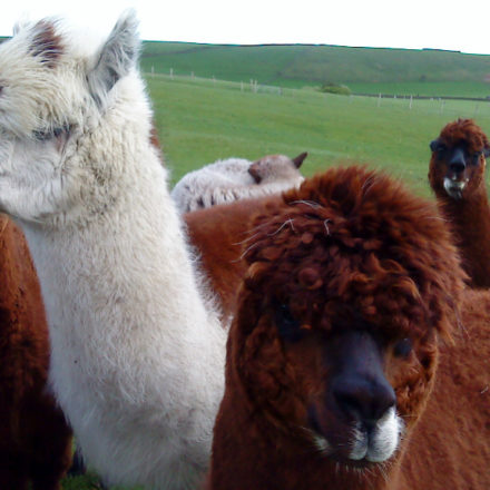 Camelids