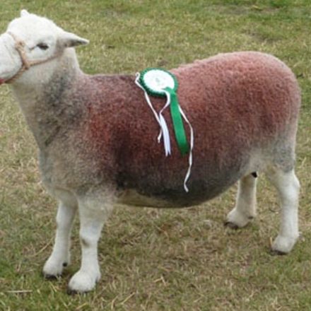 Sheep Showing & Handling