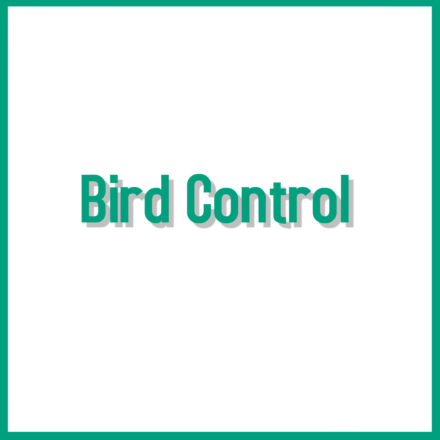 Bird Control