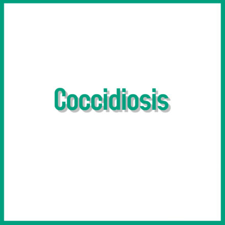 Coccidiosis